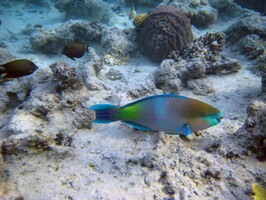 IMG 2484-2
