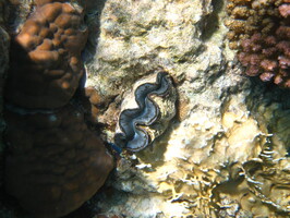 IMG 4178