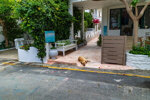 IMG 4454