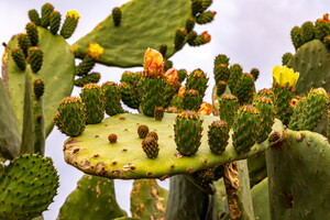 IMG 4547