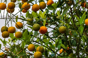 IMG 4554