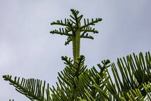 IMG 4686