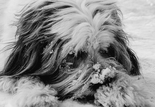 Hugo