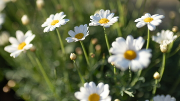 IMG 0867-1